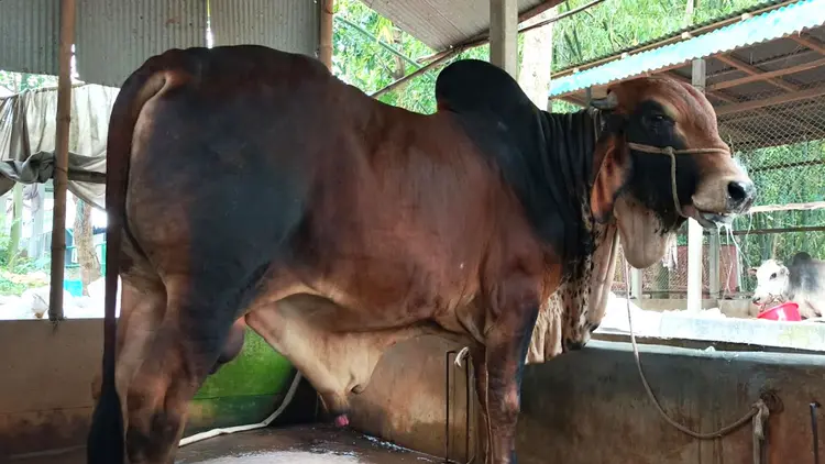 জামালপুরের ‘ক্রিস গেইল’, দাম হাঁকা হচ্ছে ৬ লাখ টাকা